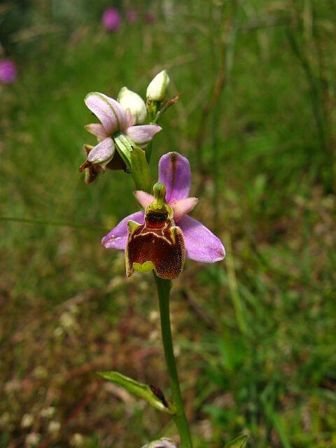 Ophrys fuciflora